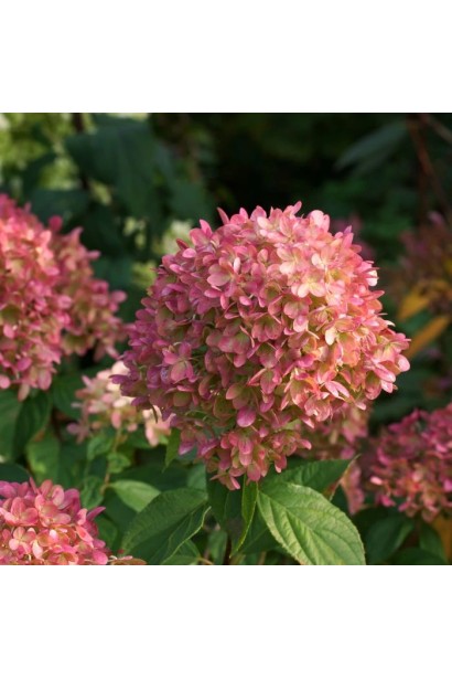 Hydrangea paniculata `Petit Cherry`